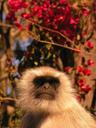 Another monkey.